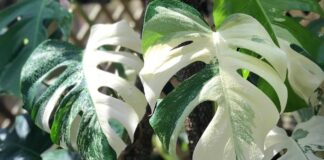 Janda Bolong Punya Harga Fantastis Sampai 150 Juta Per Pohon Janda Bolong Punya Harga Fantastis Sampai 150 Juta Per Pohon