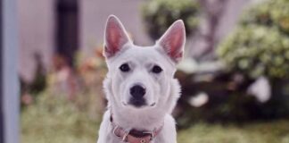 June dan Kopi Film Pertama Tentang Persahabatan Dengan Anjing June dan Kopi Film Pertama Tentang Persahabatan Dengan Anjing