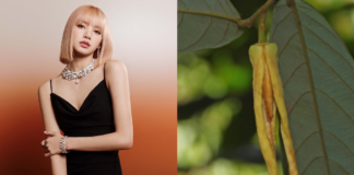 Spesies Bunga Baru Ini Dinamai Lalisa Oleh Ilmuwan Spesies Bunga Baru Ini Dinamai Lalisa Oleh Ilmuwan
