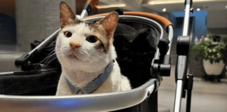 Bobby Kertanegara Punya Penghasilan Sendiri Bobby Kertanegara Punya Penghasilan Sendiri