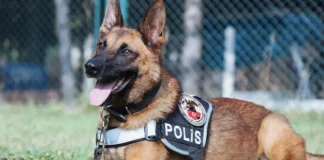 Anjing Pelacak K9 Di SCBD Itu Sewaan, Harganya Ngalahin UMR Anjing Pelacak K9 Di SCBD Itu Sewaan, Harganya Ngalahin UMR