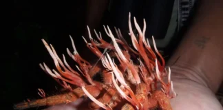 Laba-laba Terinfeksi Cordyceps Berubah Seperti Monster dari “The Last of Us” Laba-laba Terinfeksi Cordyceps Berubah Seperti Monster dari "The Last of Us"