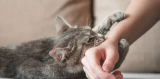 Sama Kayak Manusia, Kucing Juga Ada Yang Kidal Sama Kayak Manusia, Kucing Juga Ada Yang Kidal