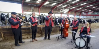 Band Jazz Di Inggris Dipanggil Khusus Untuk Hibur Sapi Band Jazz Di Inggris Dipanggil Khusus Untuk Hibur Sapi